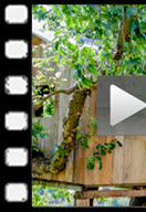 Video Startbild Baumhaus als Beispiel-Ziel