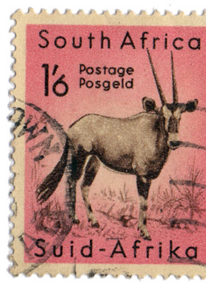 Beutetier Oryx Antilope